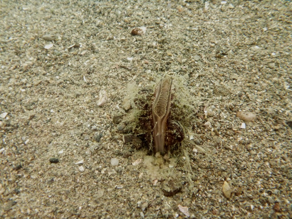 Une anodonte, http://fr.wikipedia.org/wiki/Anodonta

