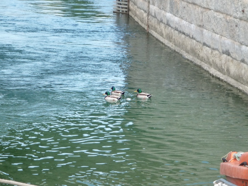 P1030921_28Copier29.JPG