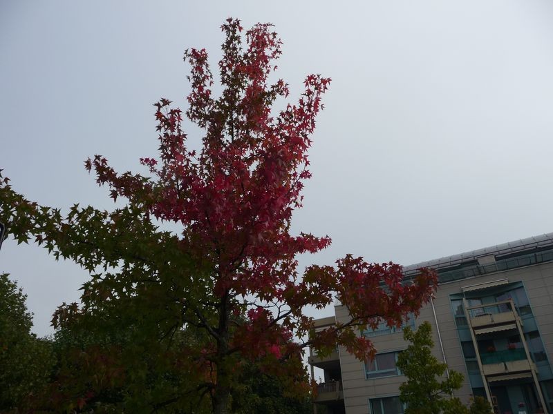P1050030_r.JPG