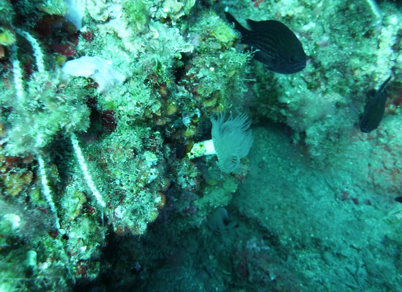 P1100313a_cwz.jpg