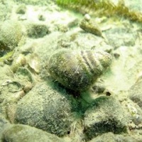 DSC09554-CPPLO.JPG