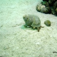 DSC09566-CPPLO.JPG